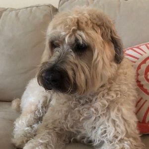 Meet your Posher, Lacy